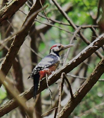 2022年9月17日(土) 岐阜県恵那市の野鳥観察記録