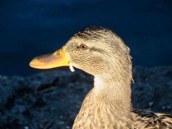 マガモ 安春川 2022年9月21日(水)