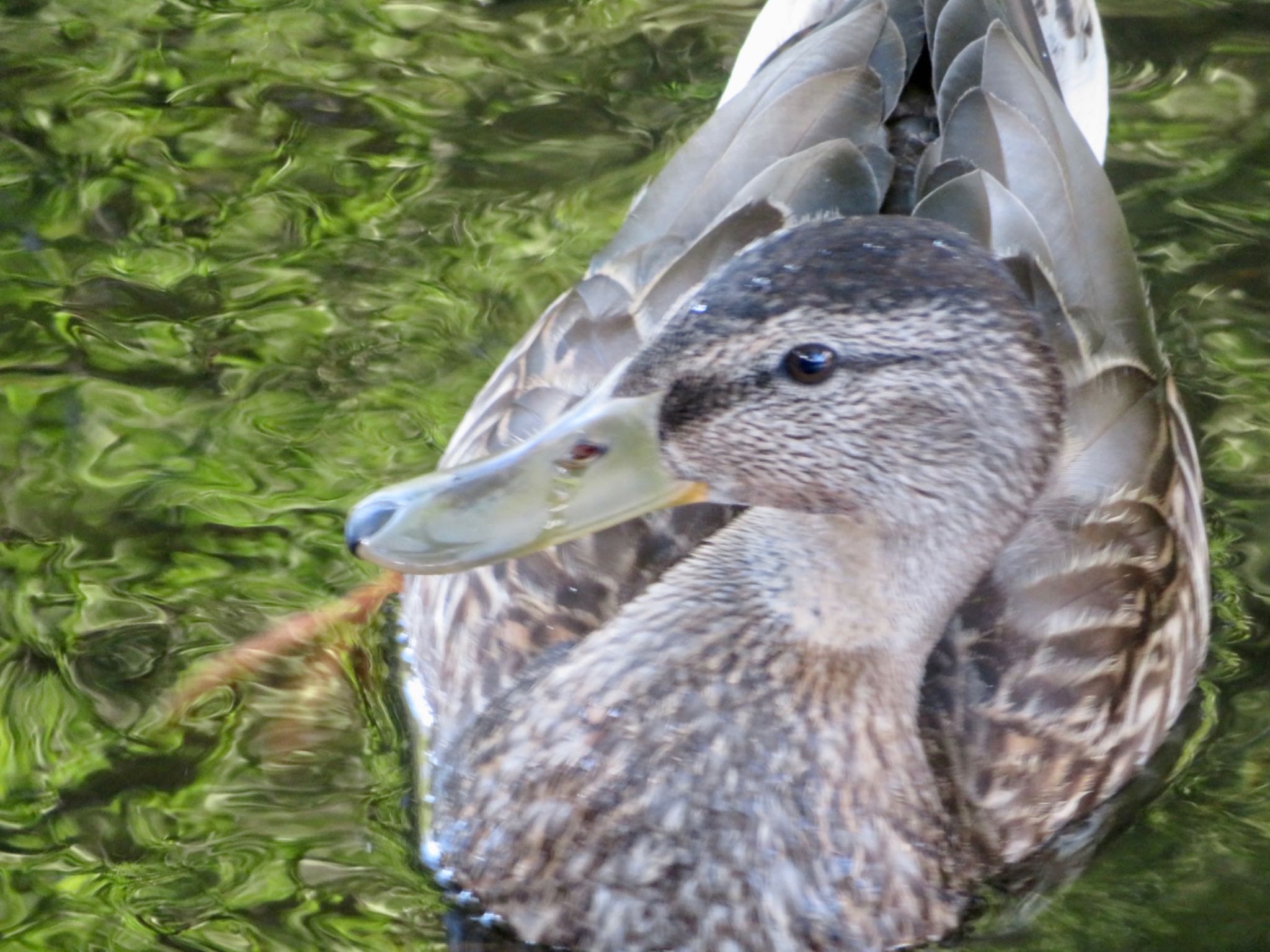 安春川 マガモの写真 by xuuhiro