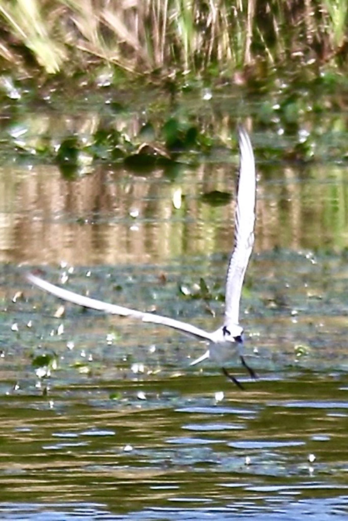 山口県立きらら浜自然観察公園 クロハラアジサシの写真 by たけ隊長