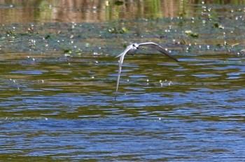 クロハラアジサシ 山口県立きらら浜自然観察公園 2022年9月22日(木)