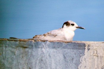 クロハラアジサシ 山口県立きらら浜自然観察公園 2022年9月22日(木)