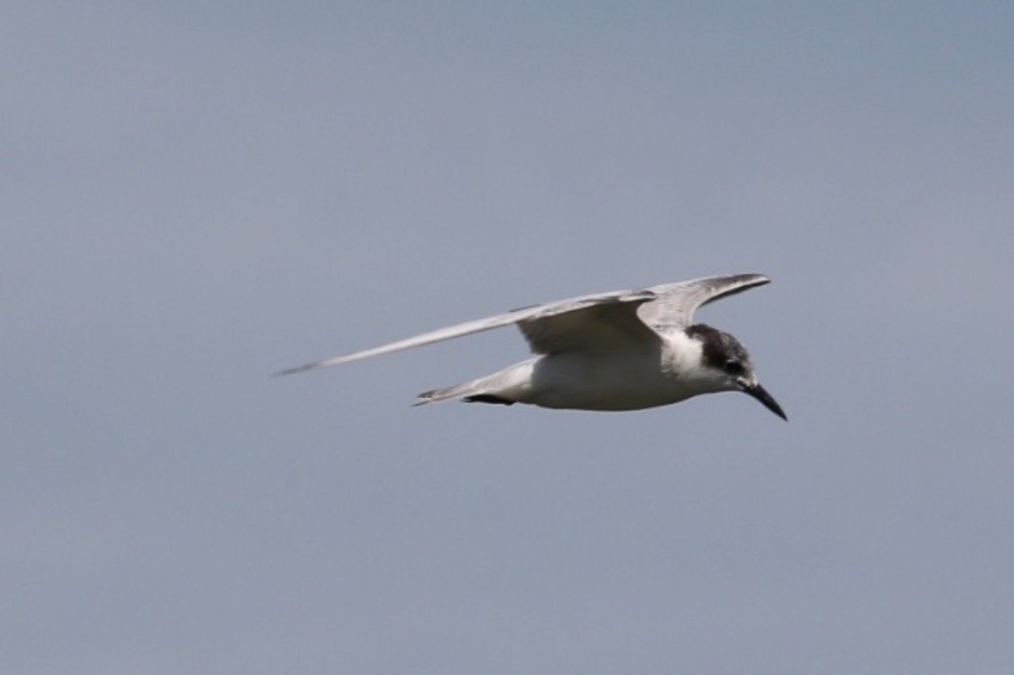 Whiskered Tern