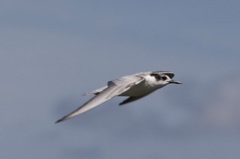 クロハラアジサシ 山口県立きらら浜自然観察公園 2022年9月22日(木)