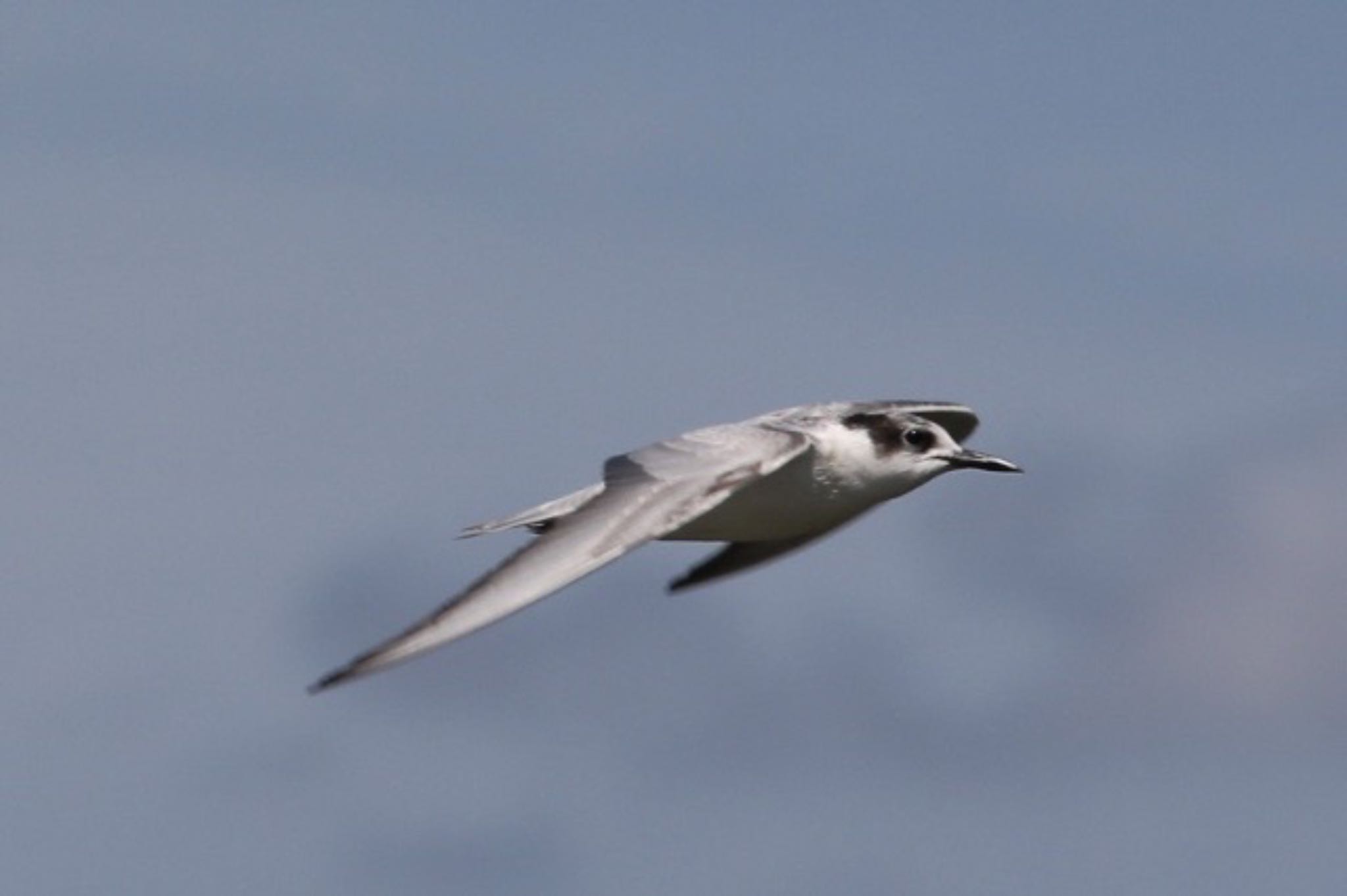 Whiskered Tern