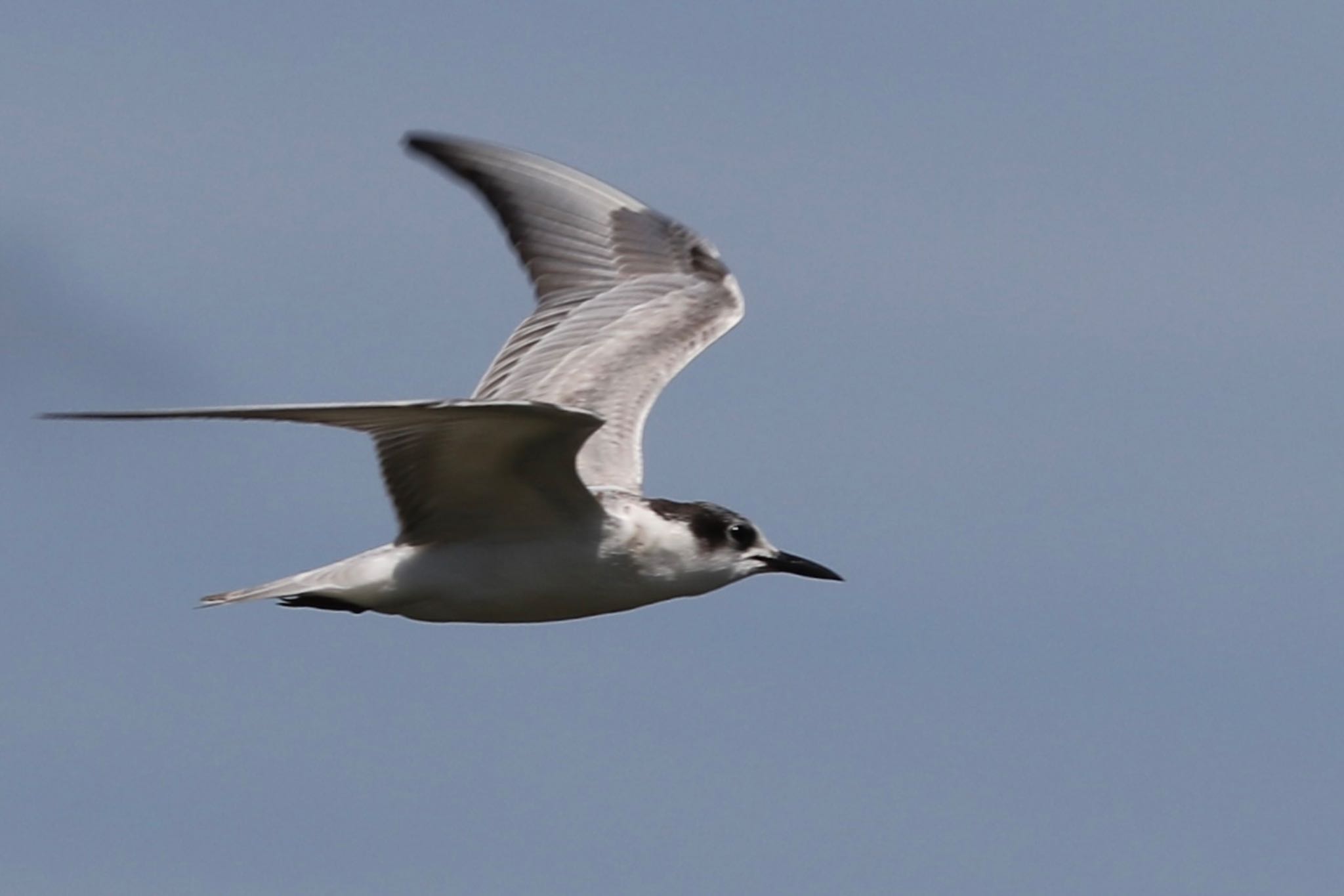 Whiskered Tern