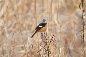 ジョウビタキ 青葉山公園 2018年2月4日(日)