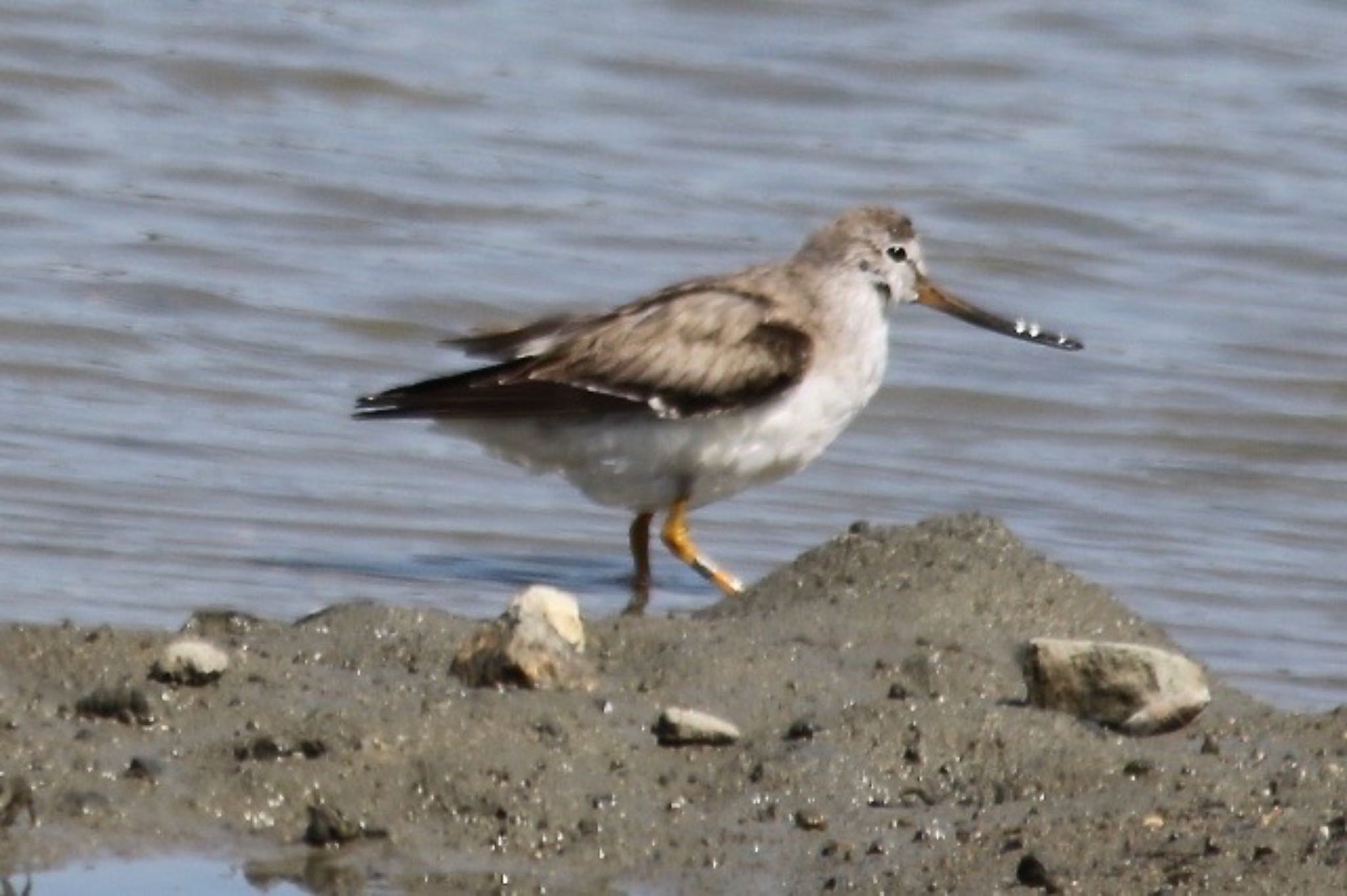 Terek Sandpiper