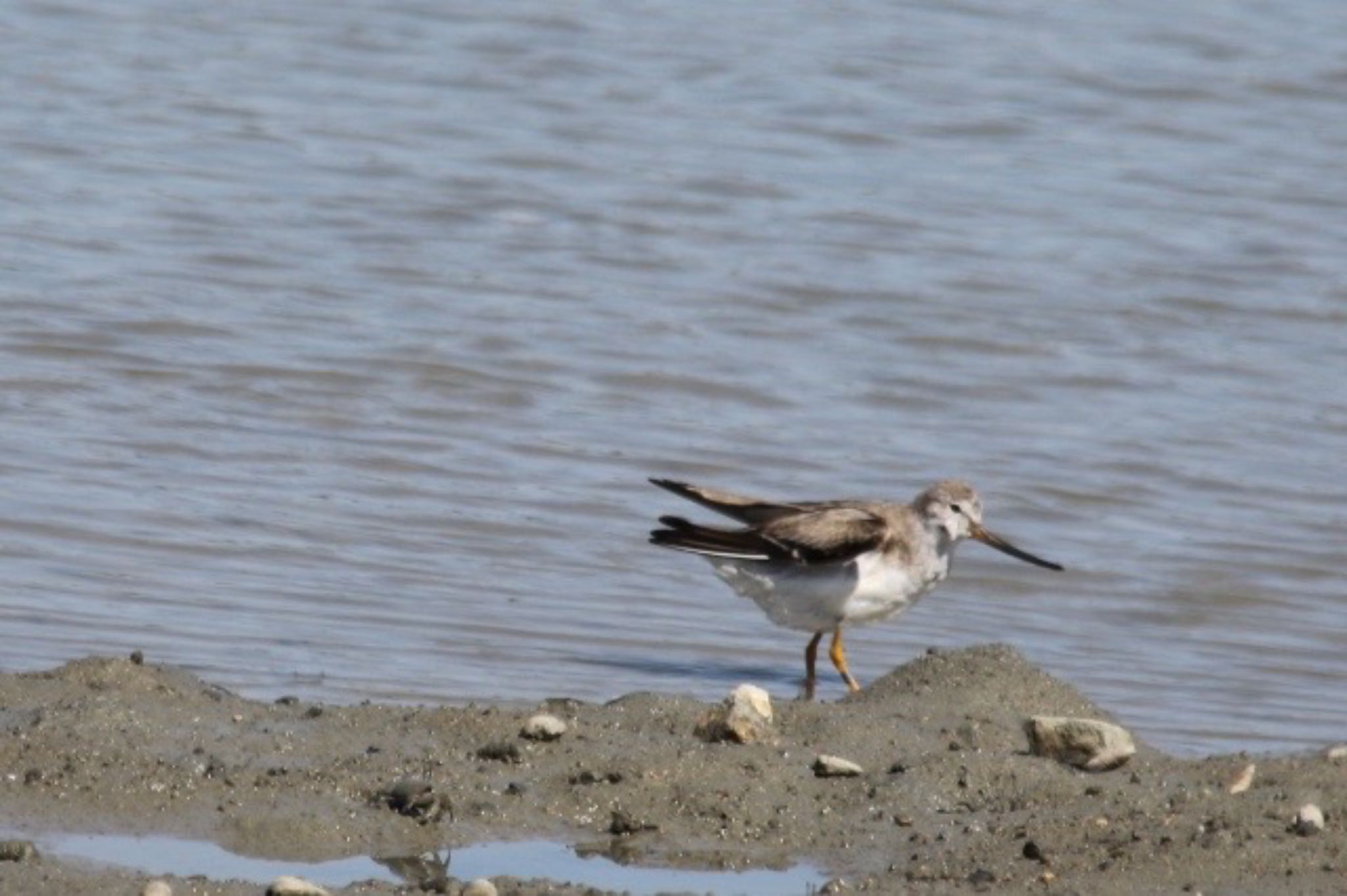 Photo of Terek Sandpiper at 山口県立きらら浜自然観察公園 by たけ隊長