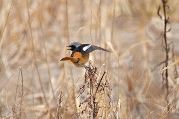 ジョウビタキ 青葉山公園 2018年2月4日(日)