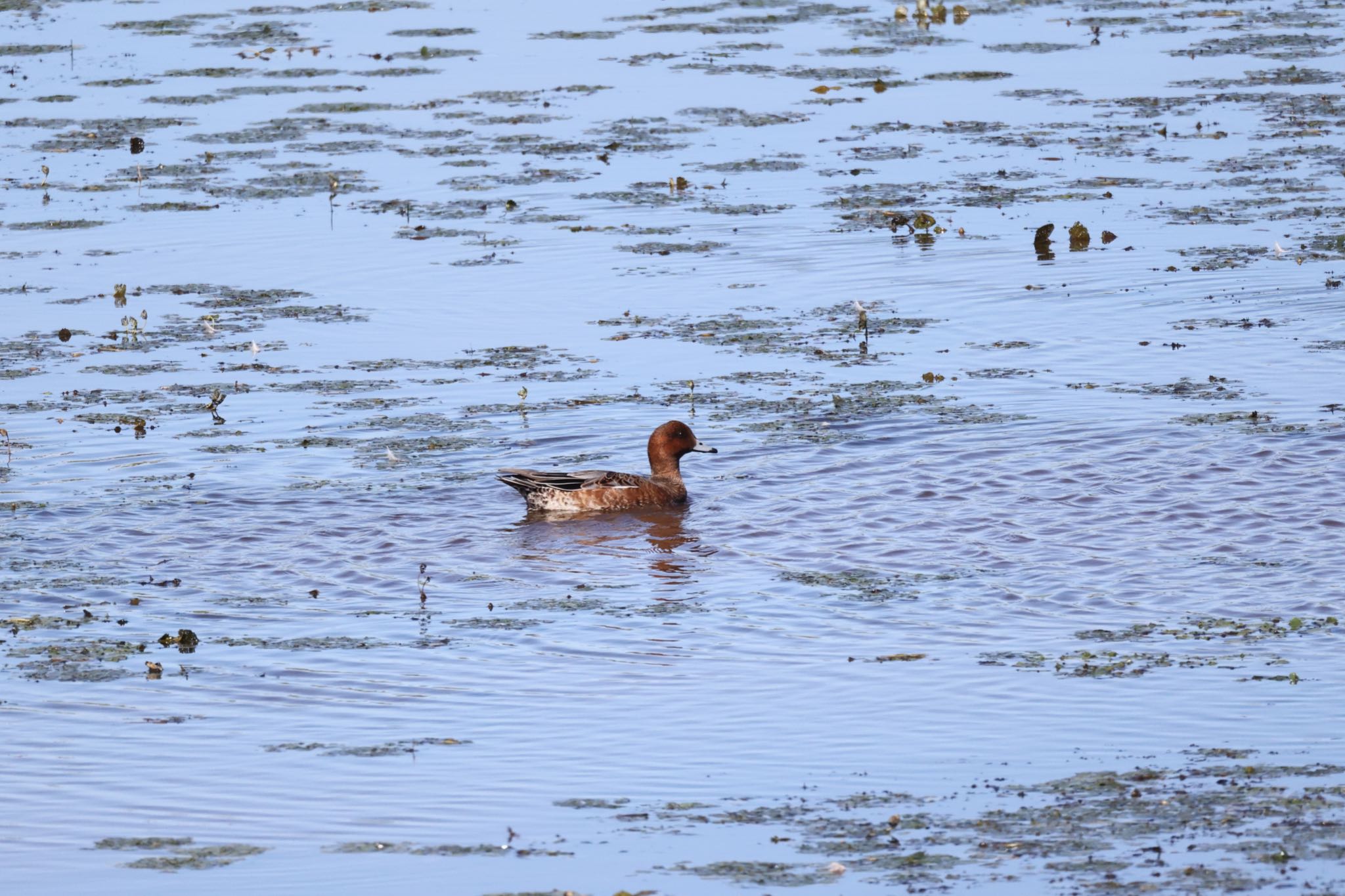 Photo of Eurasian Wigeon at 札幌モエレ沼公園 by will 73