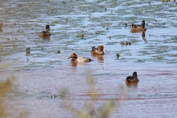 2022年9月22日(木) 札幌モエレ沼公園の野鳥観察記録