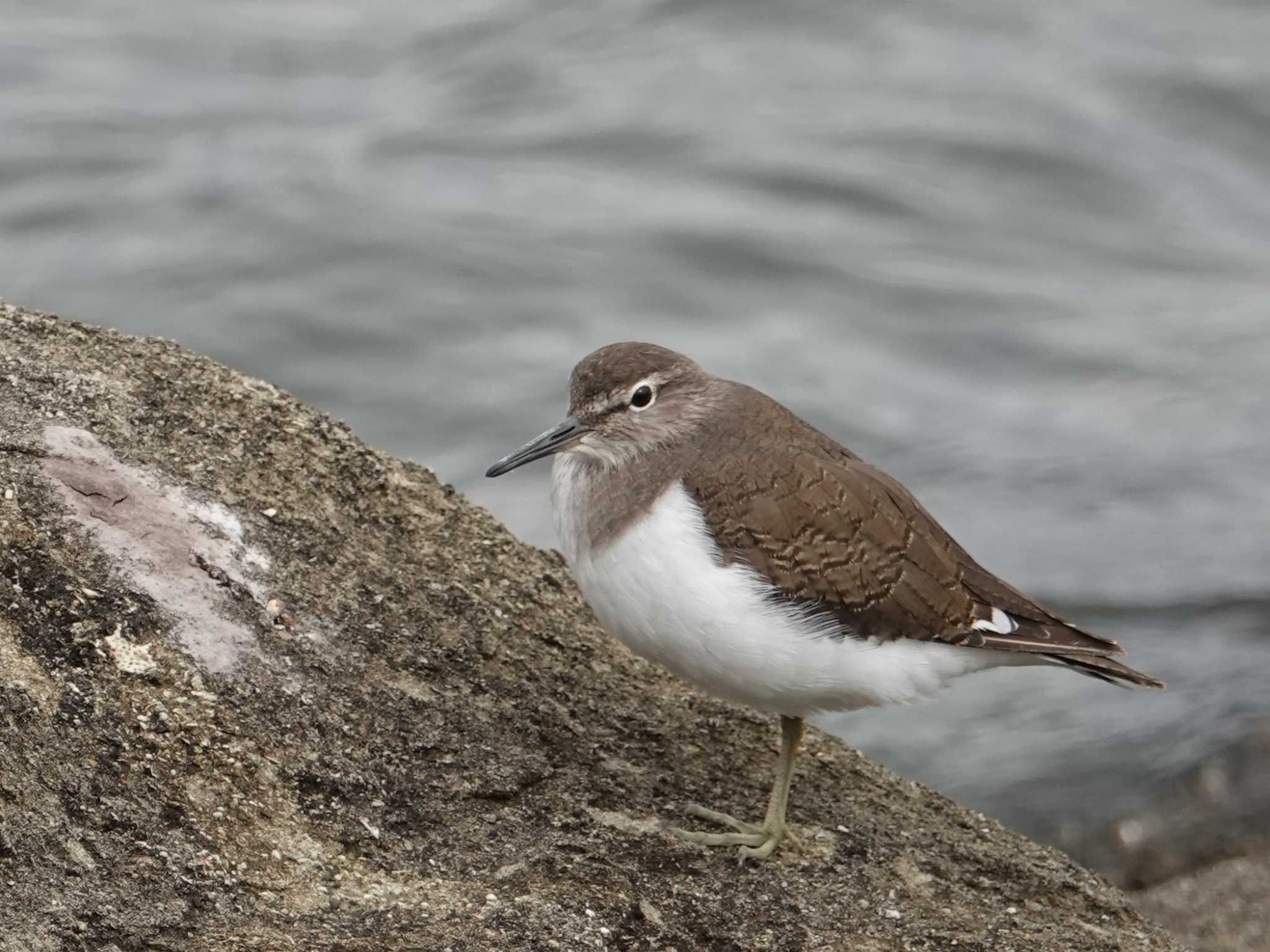 東京港野鳥公園 イソシギの写真 by ぴろり