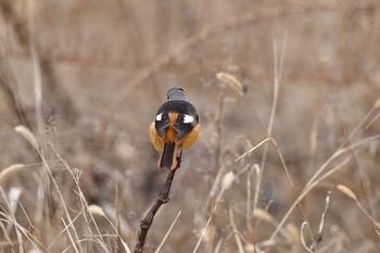 ジョウビタキ 青葉山公園 2018年2月4日(日)