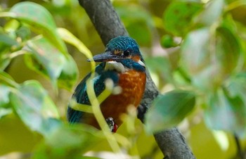 2022年9月22日(木) 茶臼山の野鳥観察記録