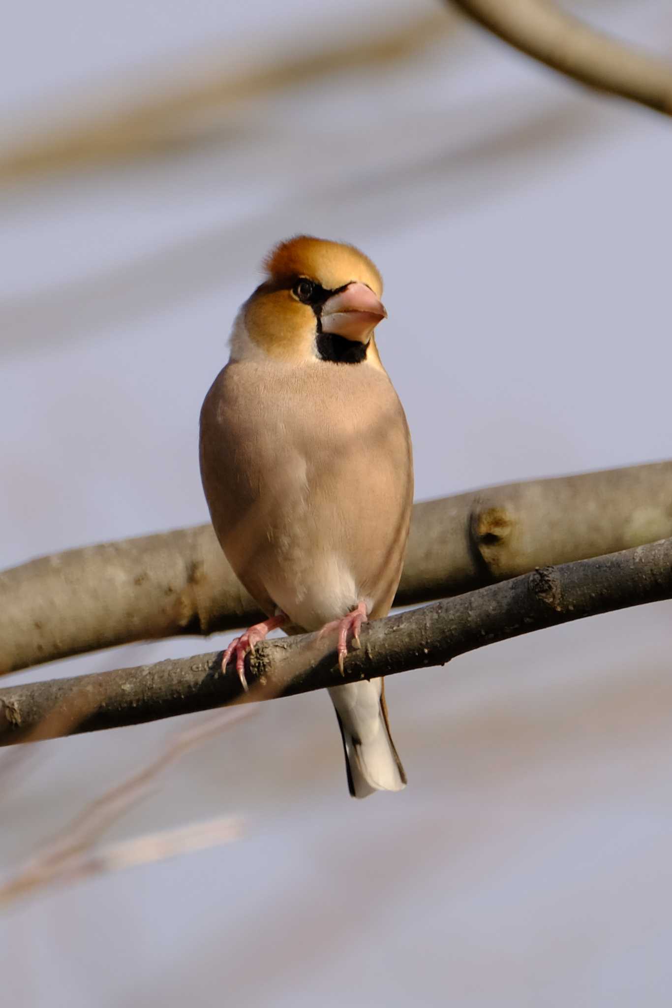 Photo of Hawfinch at 奈良　馬見丘陵公園 by veritas_vita