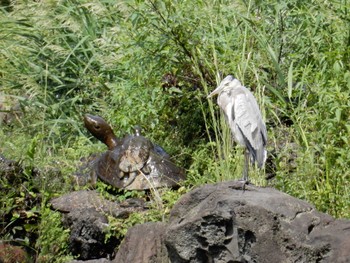 Thu, 9/22/2022 Birding report at Hibiya Park