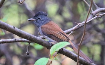 2022年9月22日(木) 庄内緑地公園の野鳥観察記録