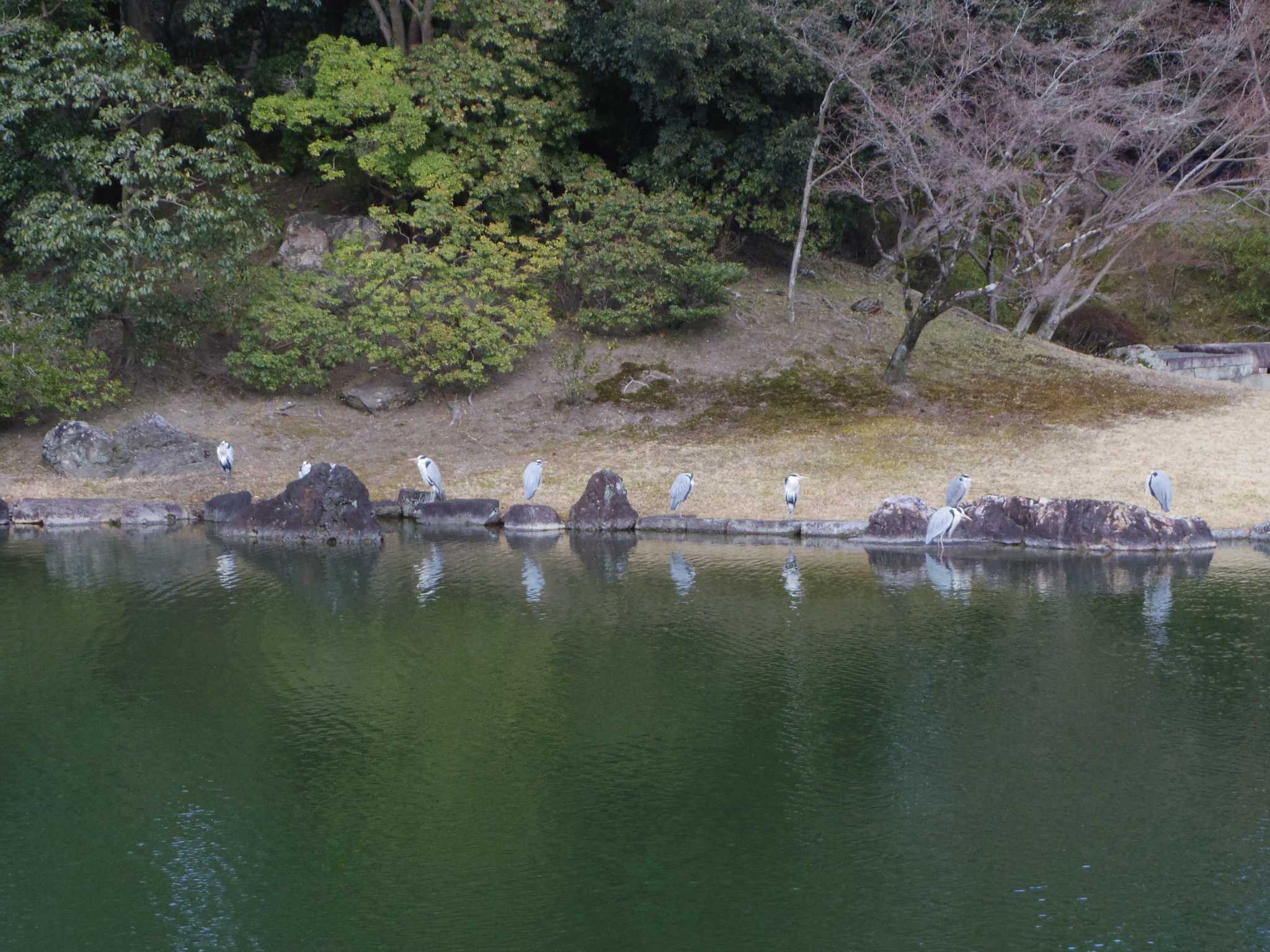 Photo of Grey Heron at 仙洞御所 by smallfield