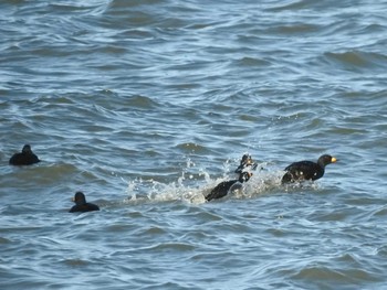 クロガモ 湧洞沼(豊頃町) 2022年9月21日(水)