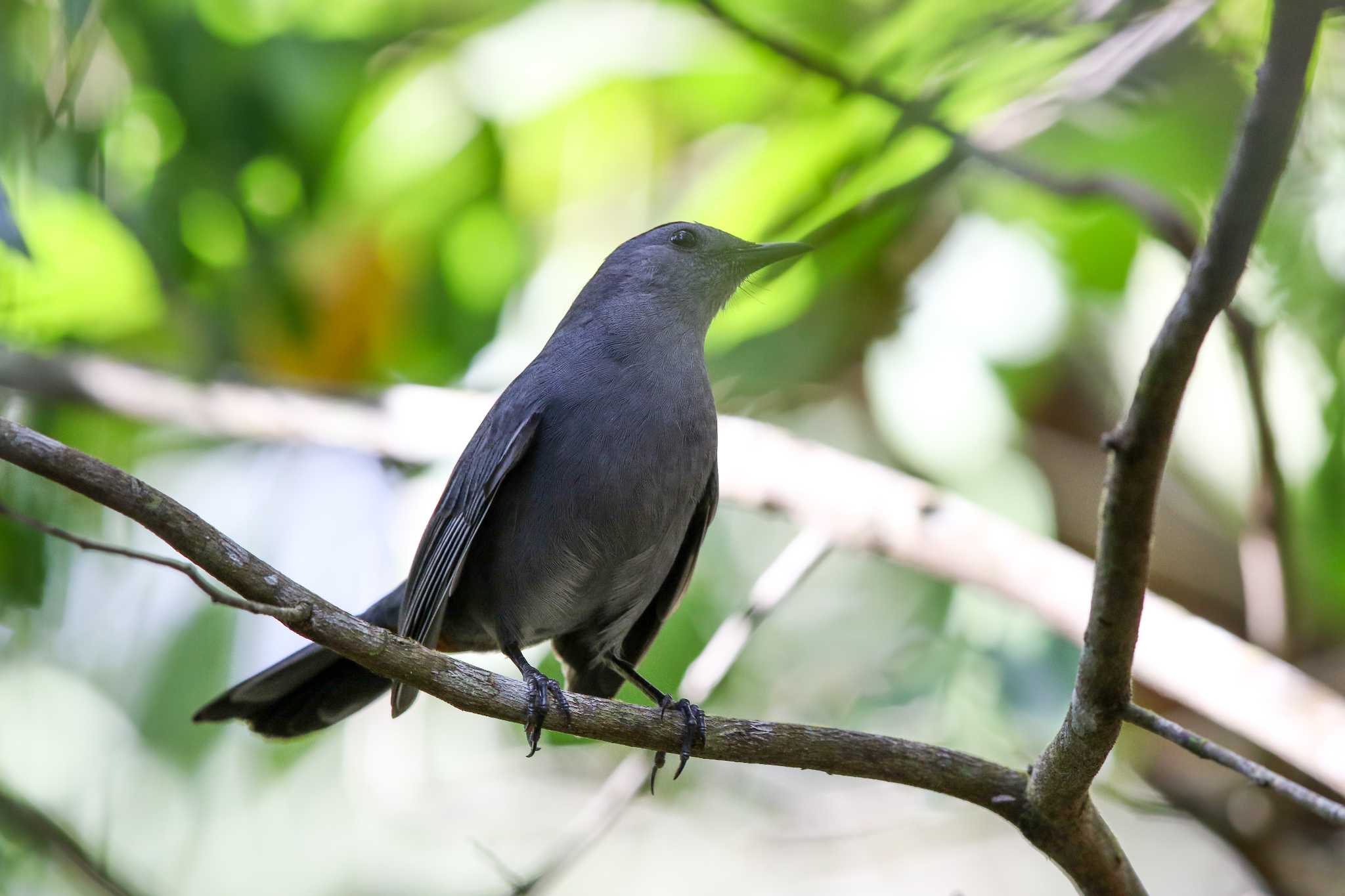 Photo of Grey Catbird at Coba Ruins by Trio