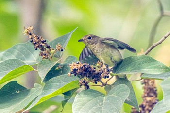 キビタキ 金ヶ崎公園(明石市) 2022年9月2日(金)