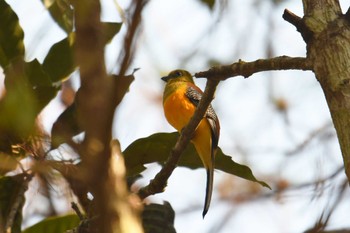 Orange-breasted Trogon Phu Khiao Wildlife Sanctuary Tue, 2/11/2020