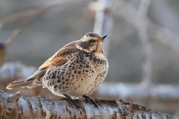 Dusky Thrush Unknown Spots Sat, 2/3/2018