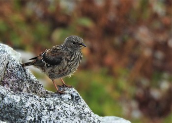 2022年9月20日(火) 室堂平の野鳥観察記録