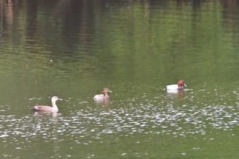 2022年9月23日(金) 長浜公園の野鳥観察記録