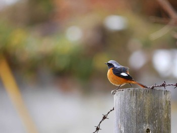 Daurian Redstart 千葉市昭和の森公園 Sun, 2/4/2018