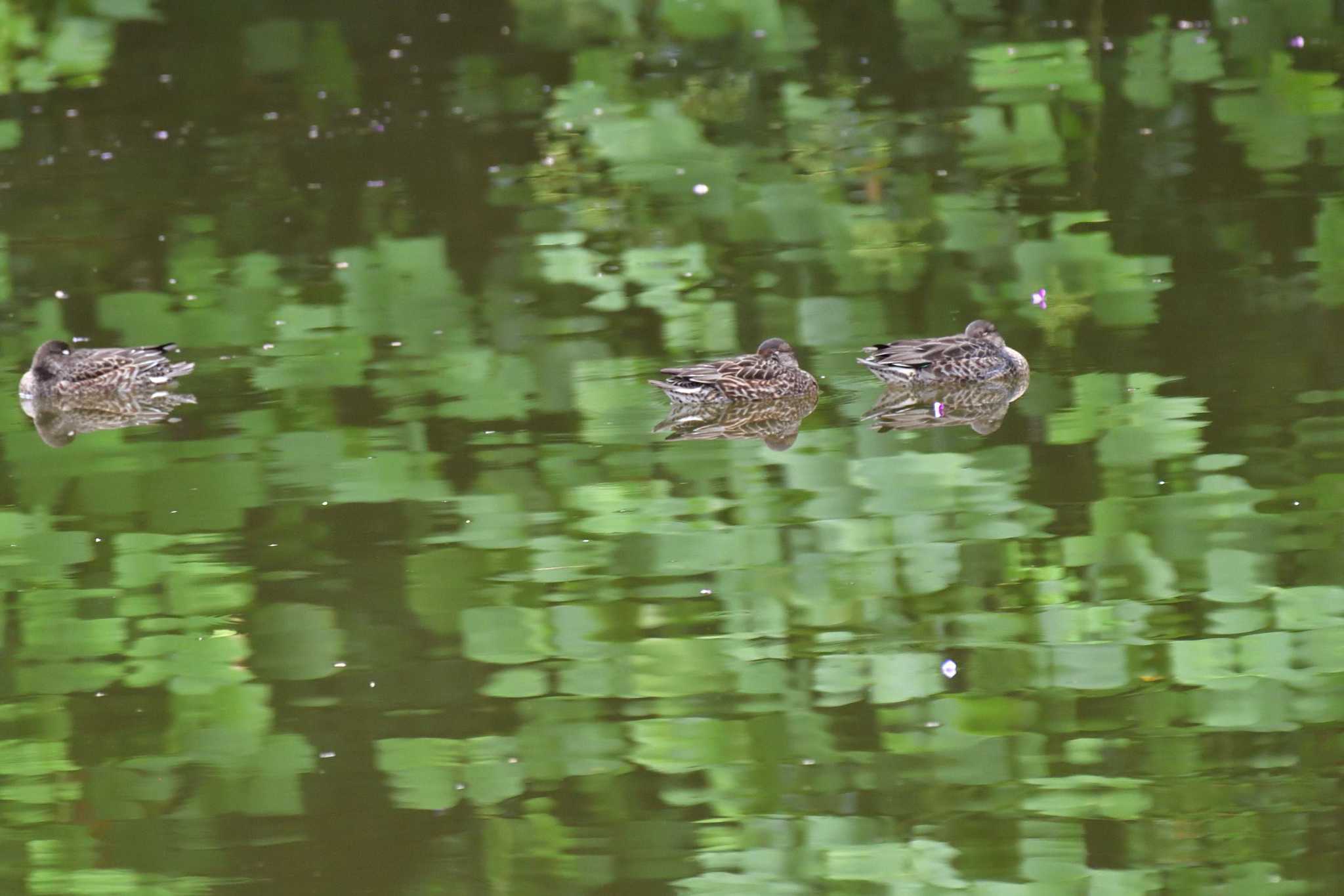 長浜公園 コガモの写真 by やなさん