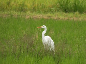 2022年9月23日(金) さいたま市農耕地の野鳥観察記録