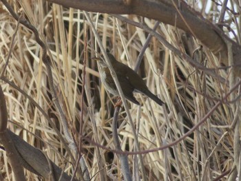 Pale Thrush 環水公園 Sat, 2/3/2018