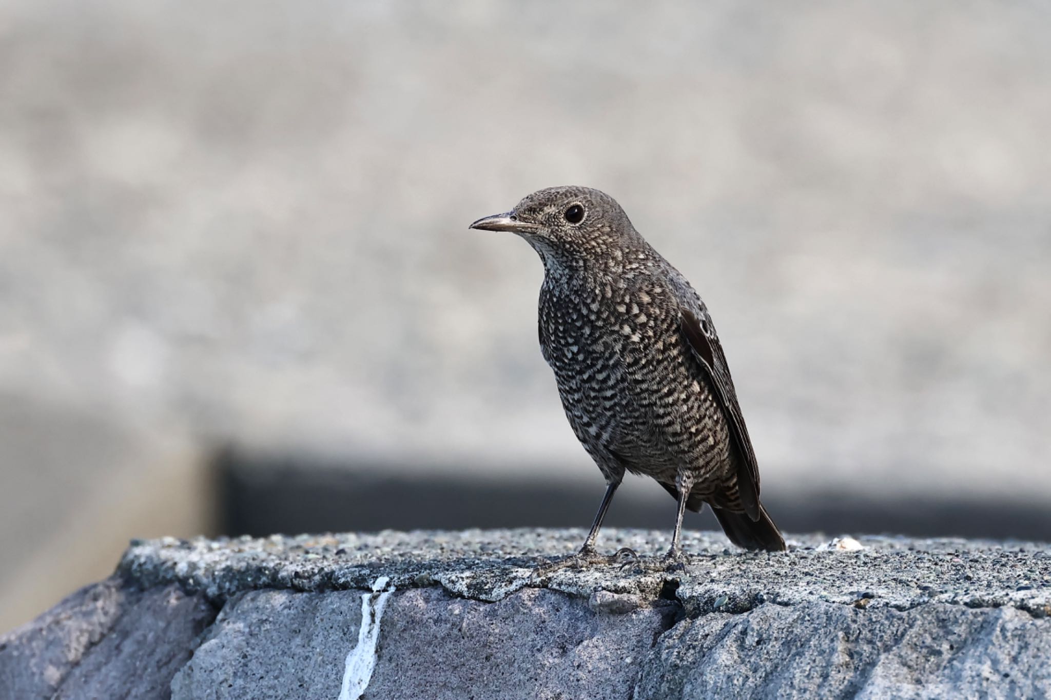 Photo of Blue Rock Thrush at  by ささりん