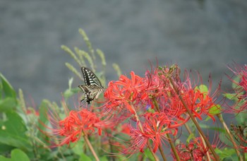 未同定 静岡市 2022年9月22日(木)