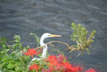 チュウサギ 静岡市 2022年9月22日(木)