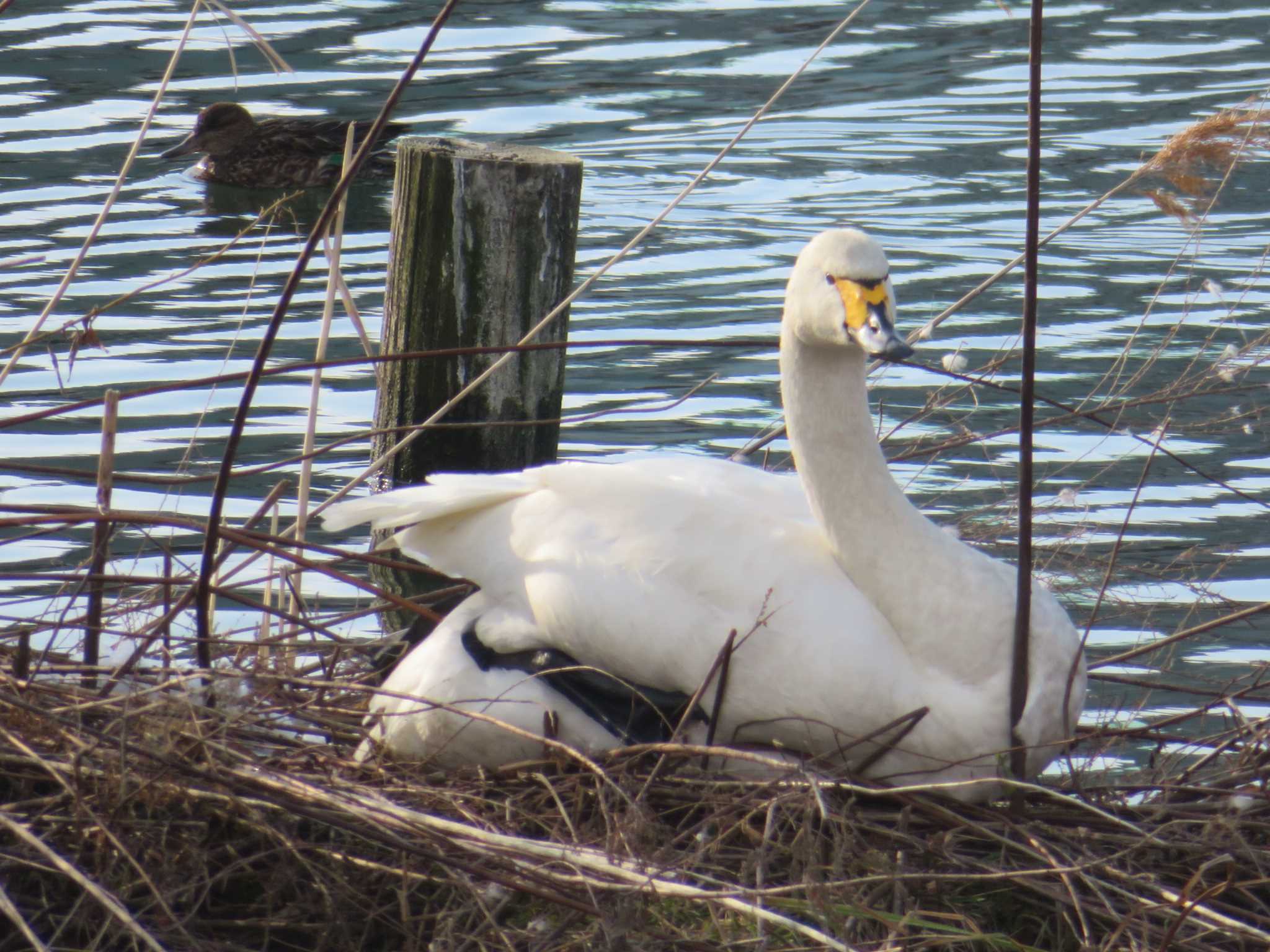 Photo of Tundra Swan at 環水公園 by nari