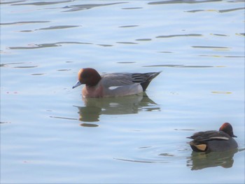 Eurasian Wigeon 環水公園 Sat, 2/3/2018