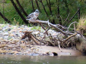 2022年9月22日(木) 上高地の野鳥観察記録