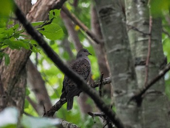 2022年9月23日(金) 盤渓市民の森(札幌市中央区)の野鳥観察記録