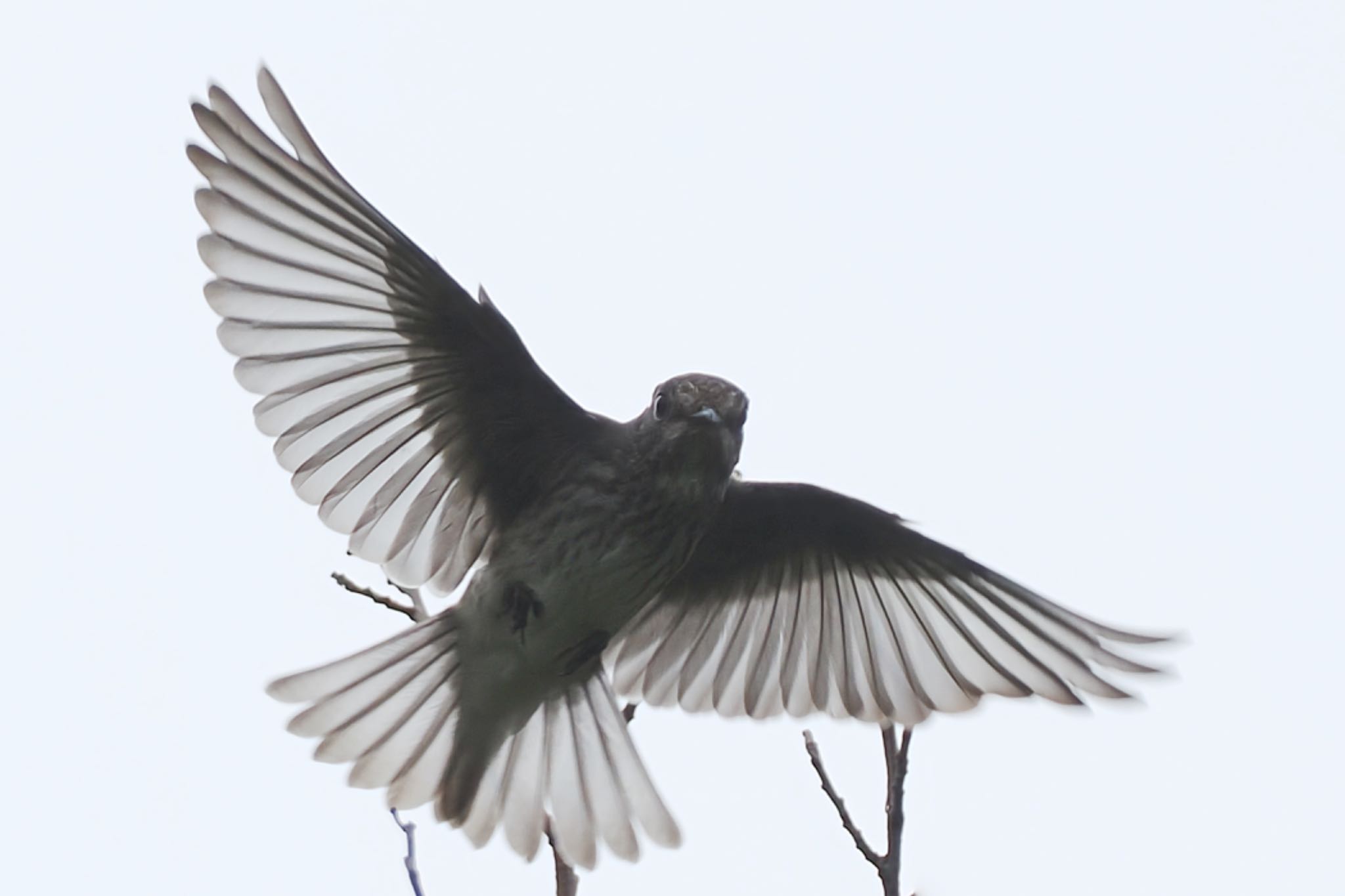 東京港野鳥公園 エゾビタキの写真 by アポちん