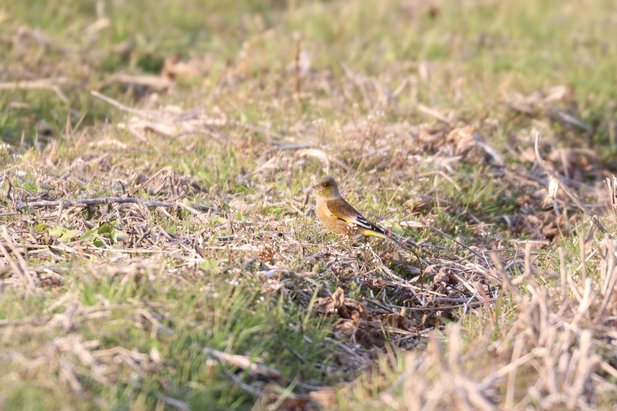 Photo of Oriental Greenfinch(kawarahiba) at 佐賀県神埼市 by Zakky