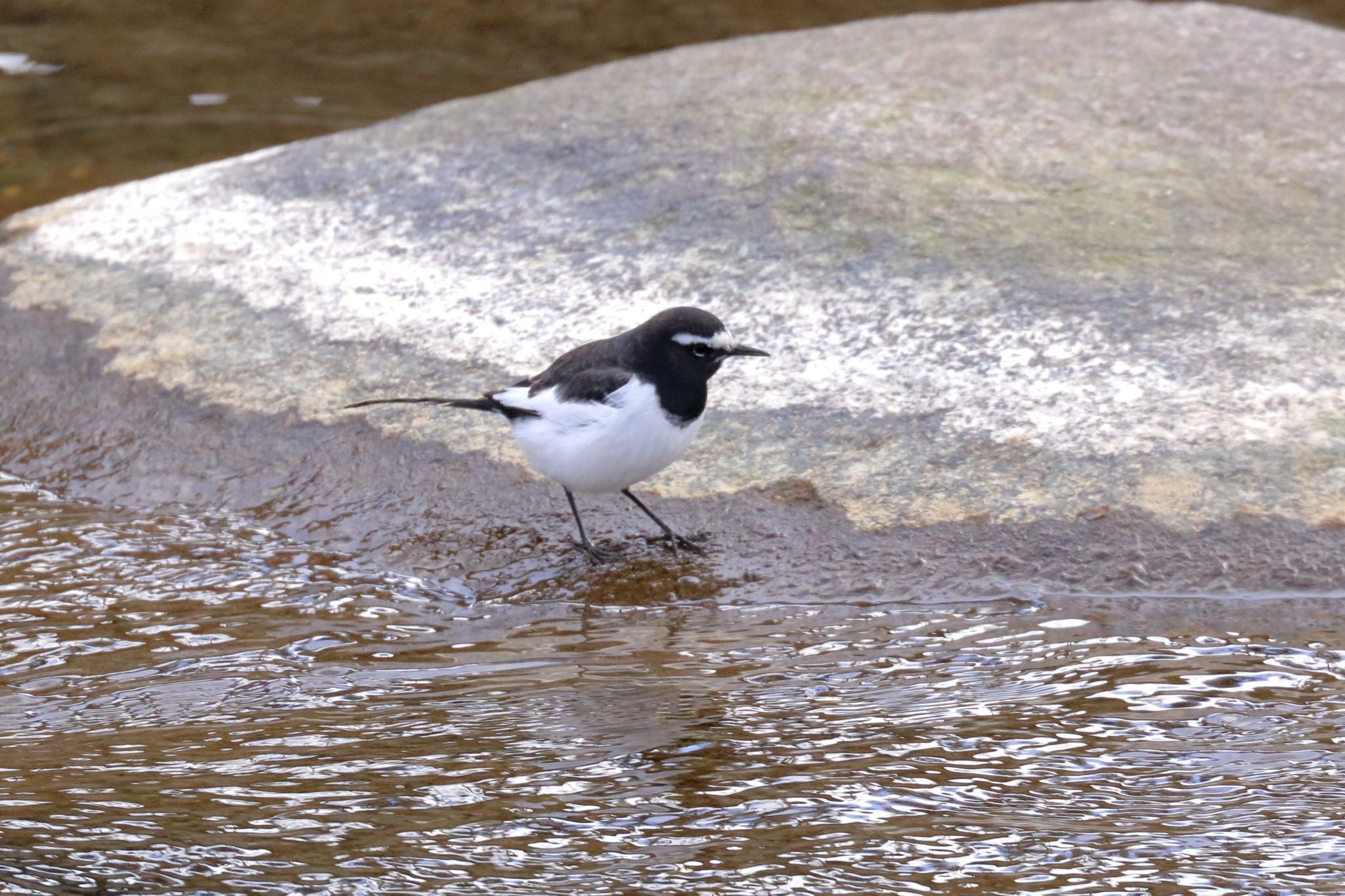 Photo of Japanese Wagtail at 佐賀県佐賀市 by Zakky
