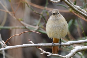 ジョウビタキ 静岡県立森林公園 2022年2月27日(日)