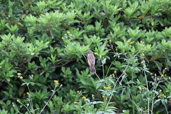 Amur Stonechat 狭山湖堤防 Fri, 9/23/2022