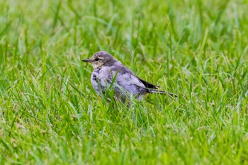 White Wagtail 仙台市・水の森公園 Thu, 9/22/2022