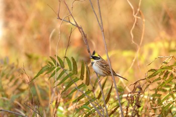 Yellow-throated Bunting 佐賀県佐賀市 Mon, 1/22/2018