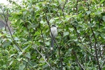 2022年9月23日(金) 都立浮間公園の野鳥観察記録