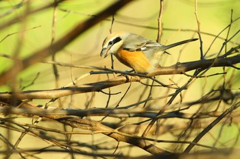 Bull-headed Shrike Nogawa Unknown Date